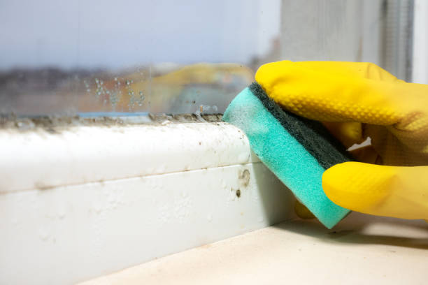 Best Mold Testing  in Winnetka, IL