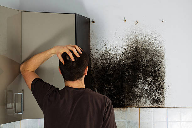 Best Home Mold Removal  in Winnetka, IL